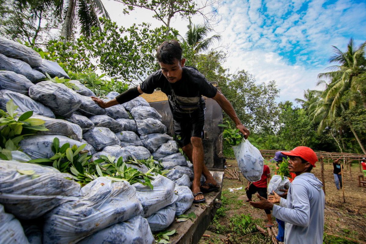 BPDASHL Kahayan salurkan 52.520 bibit pohon untuk pulihkan TN Sebangau