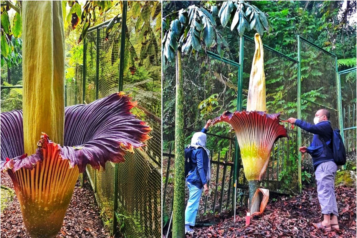 Bunga bangkai kembali mekar sempurna di Kebun Raya Cibodas