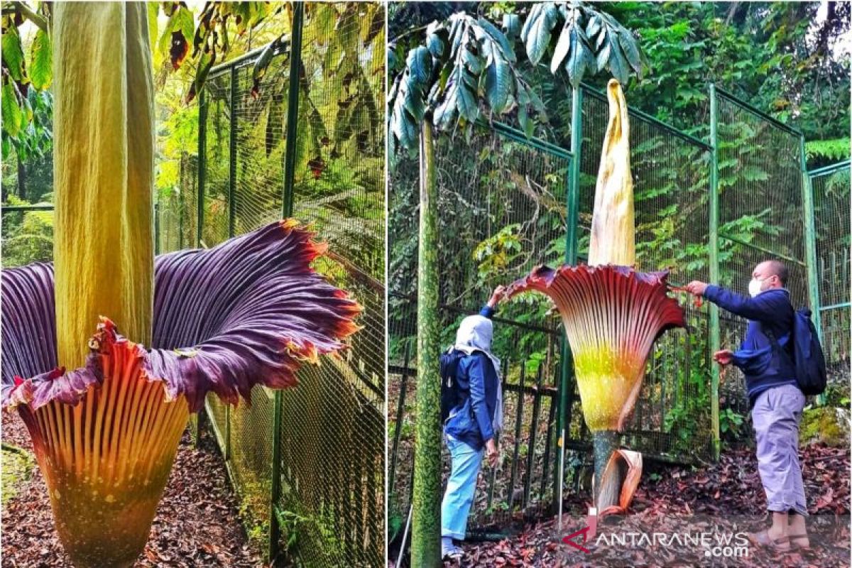 Bunga bangkai mekar lagi di Kebun Raya Cibodas