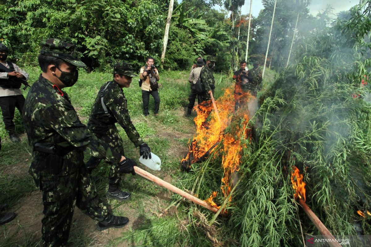 Seluas 3,5 hektare ladang ganja di Aceh Besar dimusnahkan