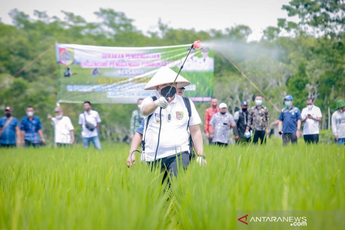 Gencarkan pestisida hayati untuk kendalikan hama di Jember