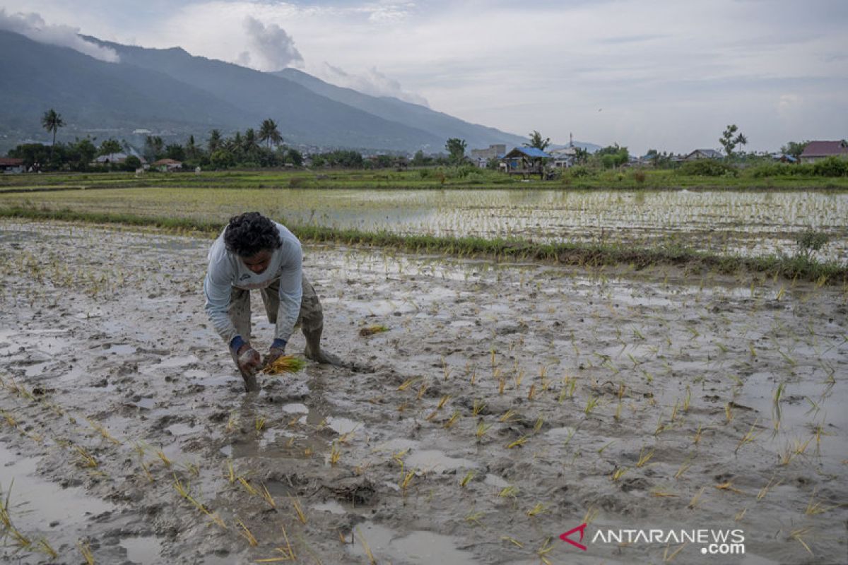 Pertama Kalinya Petani di Pengawu Tanam Padi Empat Kali Setahun