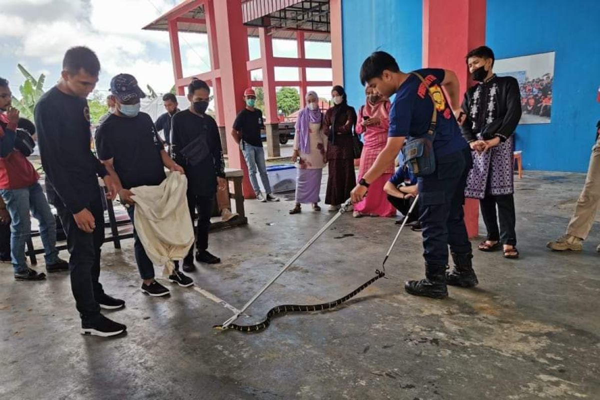 Damkar Tanjungpinang 47 kali evakuasi ular dari pemukiman warga