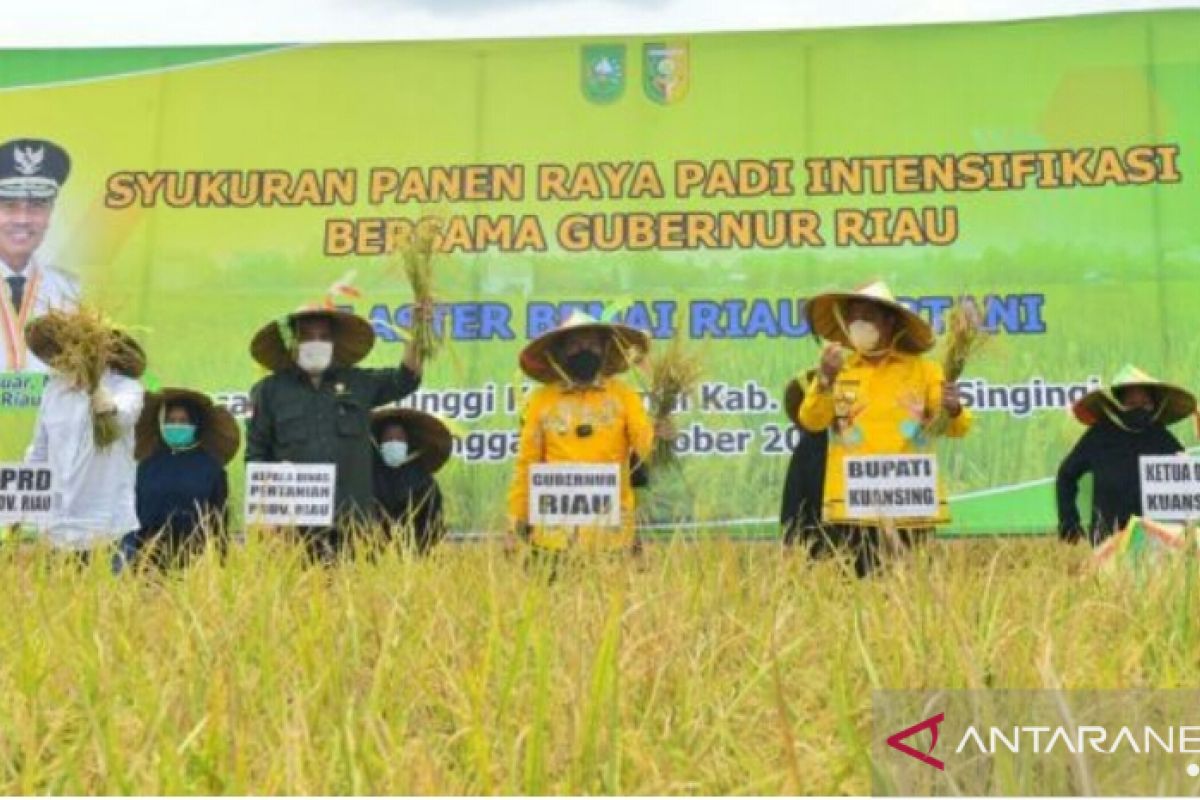 Gubri apresiasi petani Kuansing terapkan tiga kali musim tanam