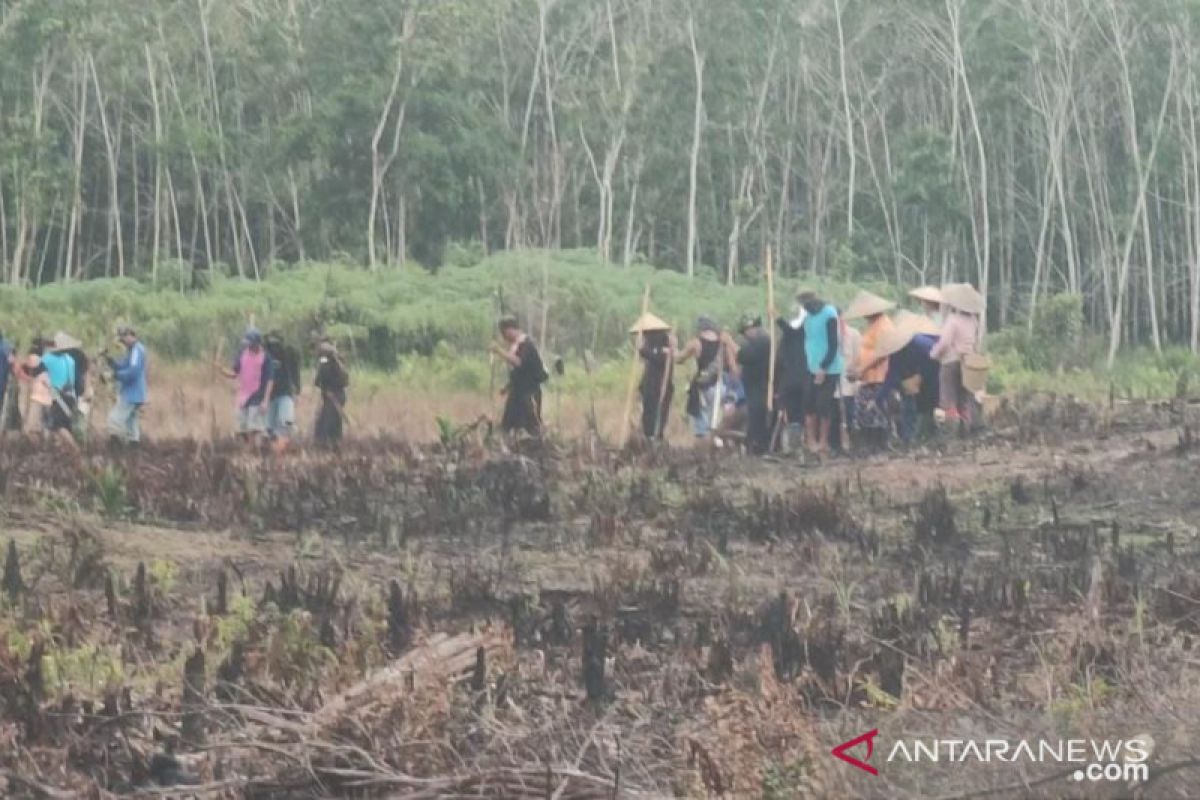 Nugal tradisi Dayak di Sekadau menanam padi di ladang