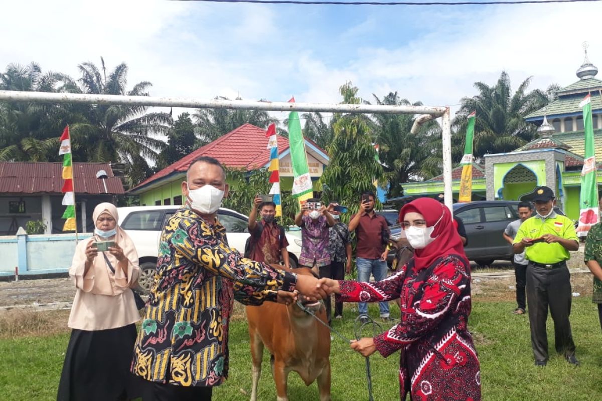 Mukomuko bagikan ratusan sapi kepada petani