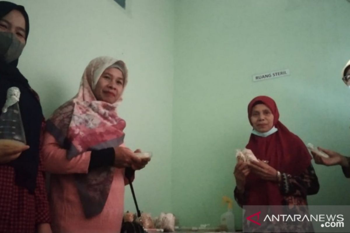 Kelompok Pembudidayaan Jamur Limau Manis Sejahtera Mampu Mandiri dalam Penyediaan Bibit Jamur Tiram