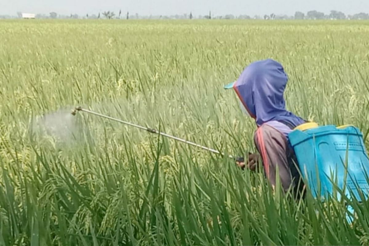 Petani Subang atasi serangan hama wereng dengan penguatan nutrisi