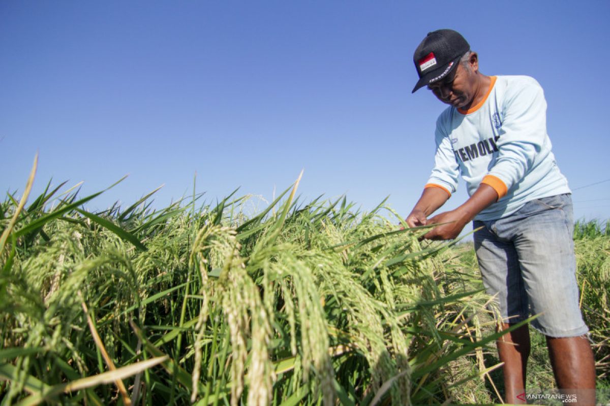 Pemkab Situbondo gelontorkan dana Rp13,9 miliar untuk pengadaan pupuk gratis petani