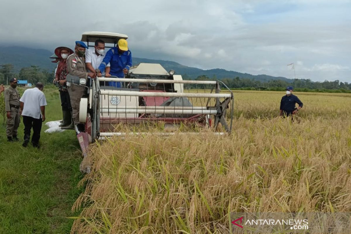 SBB tingkatkan produksi untuk jadi sentra produksi beras Maluku