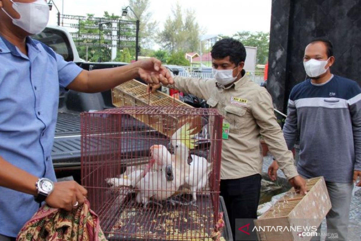 Kejari Dumai menerima barang bukti hewan sitaan selundupan