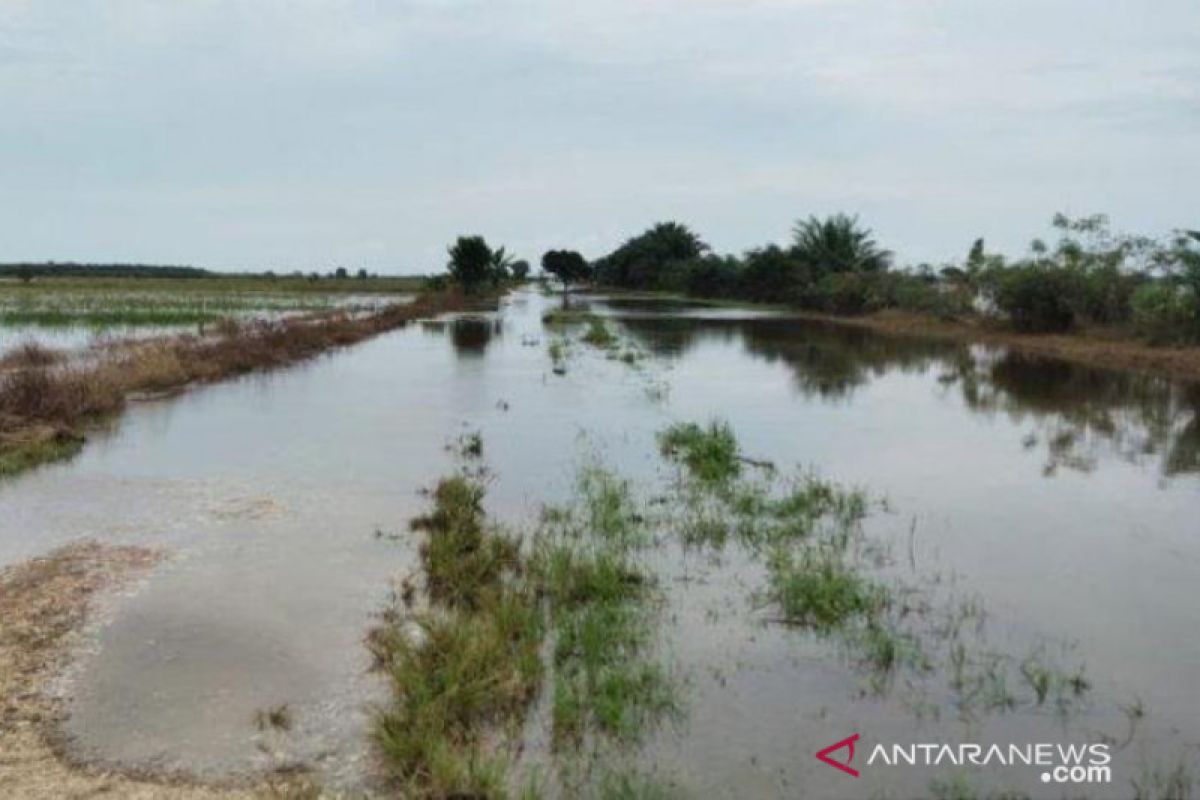 600 hektare lahan pertanian di Babulu Kabupaten Penajam terendam banjir