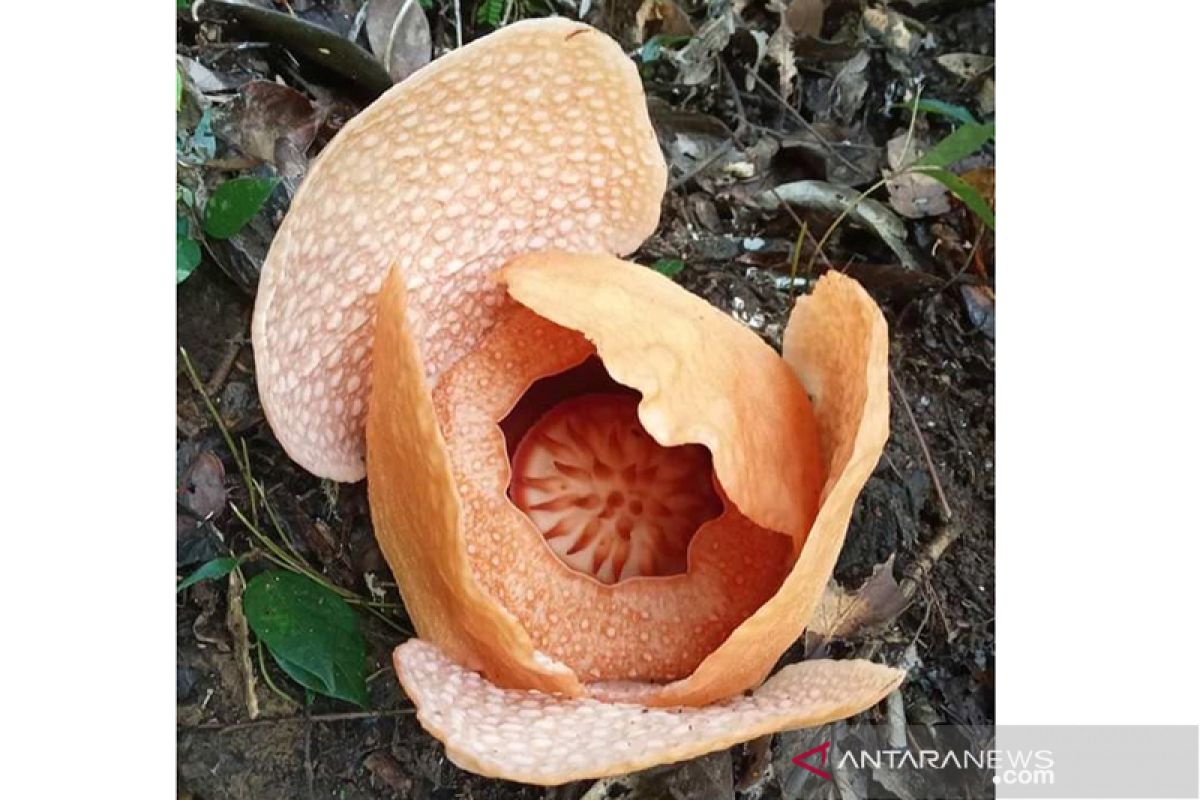 Bunga rafflesia mekar di Lubuk Lagan Seluma