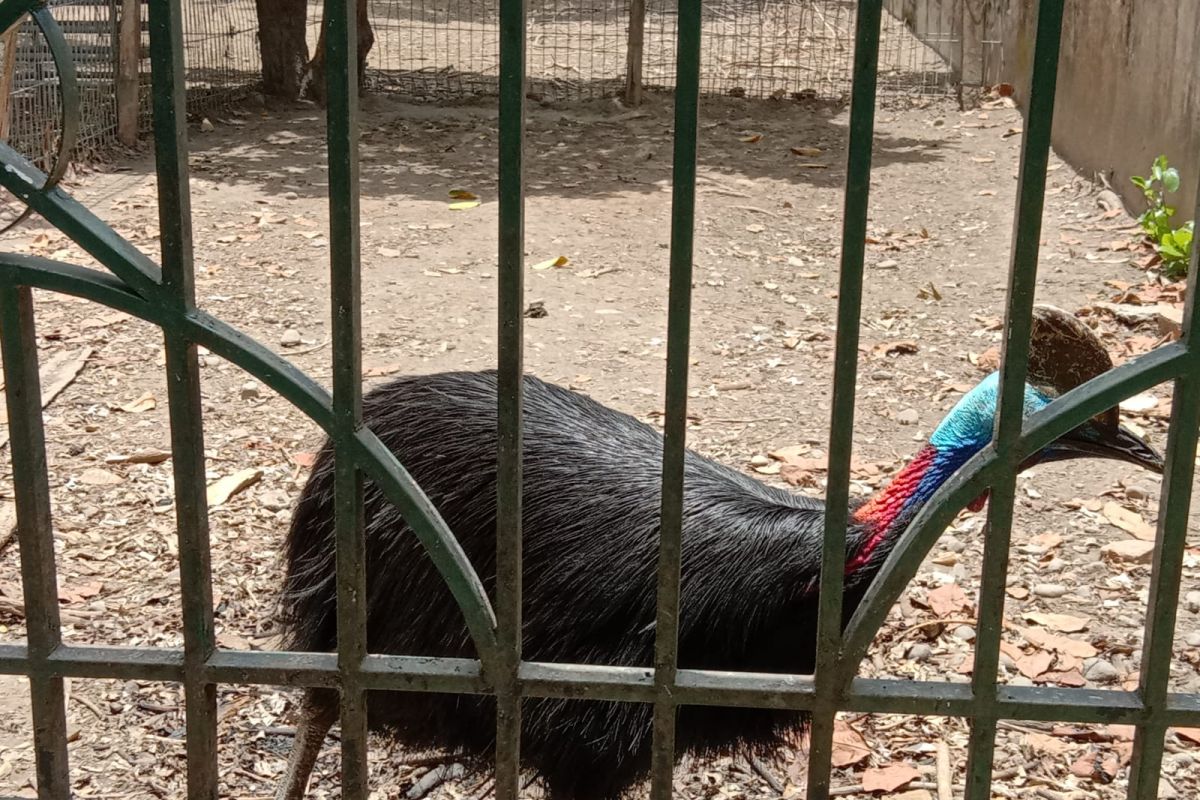 Pemkab Tulungagung siap buka kembali kebun binatang mini pendopo