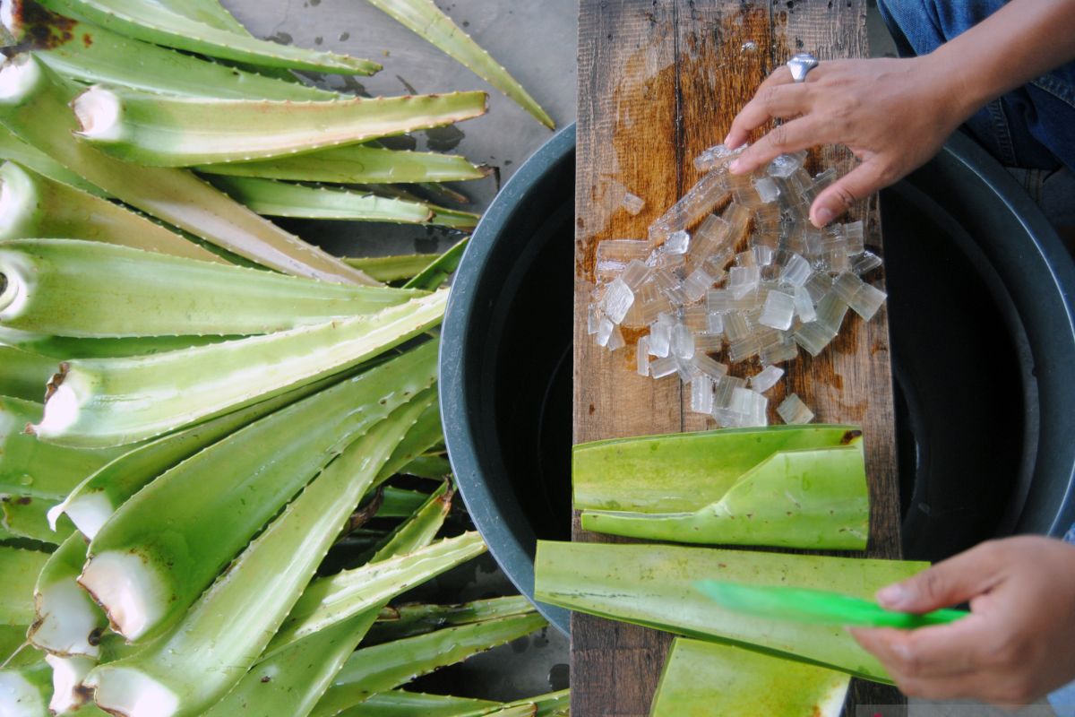 BRIN kembangkan riset tanaman Lidah Buaya guna cegah stunting