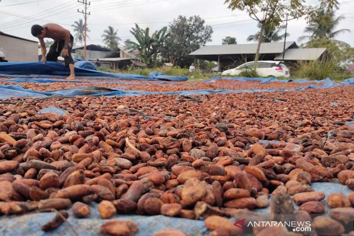 Petani menjemur biji kakao