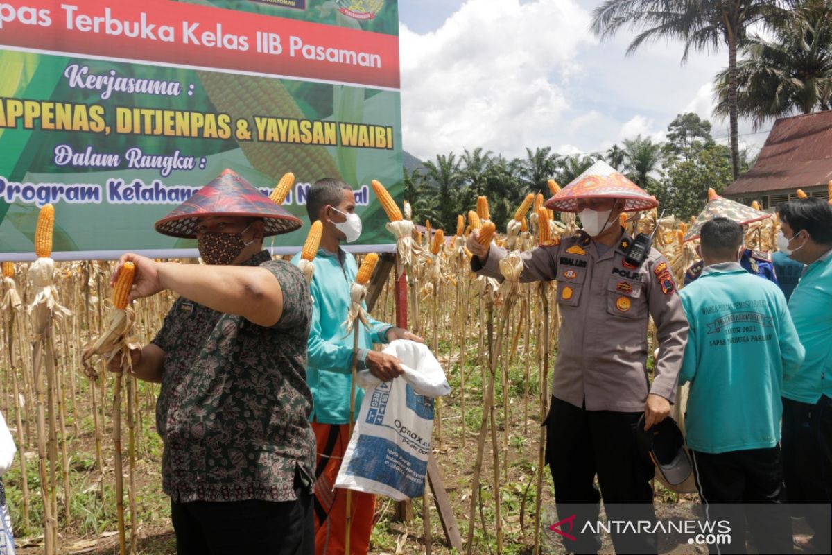 Lapas Terbuka Pasaman panen raya jagung dukung ketahanan pangan nasional