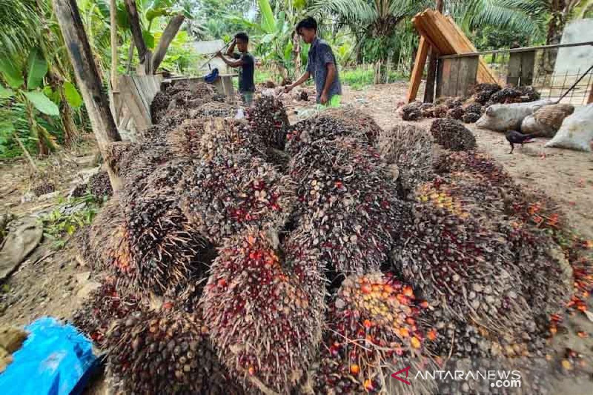 Harga sawit di Aceh Utara turun drastis