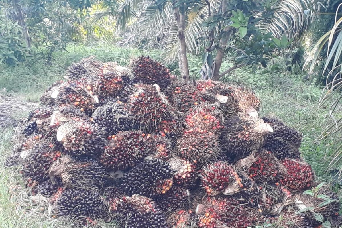 Harga sawit di Mukomuko Bengkulu naik Rp90/Kg