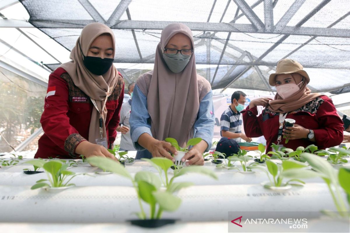 Mahasiswa UMSurabaya dampingi warga tingkatkan ketahanan pangan lewat hidroponik