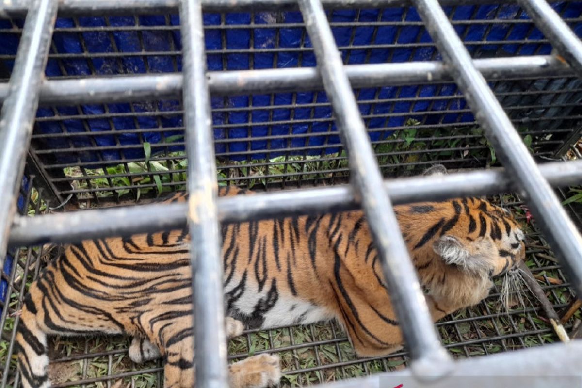 Tim gabungan tangkap harimau terkam dua warga Merangin Jambi