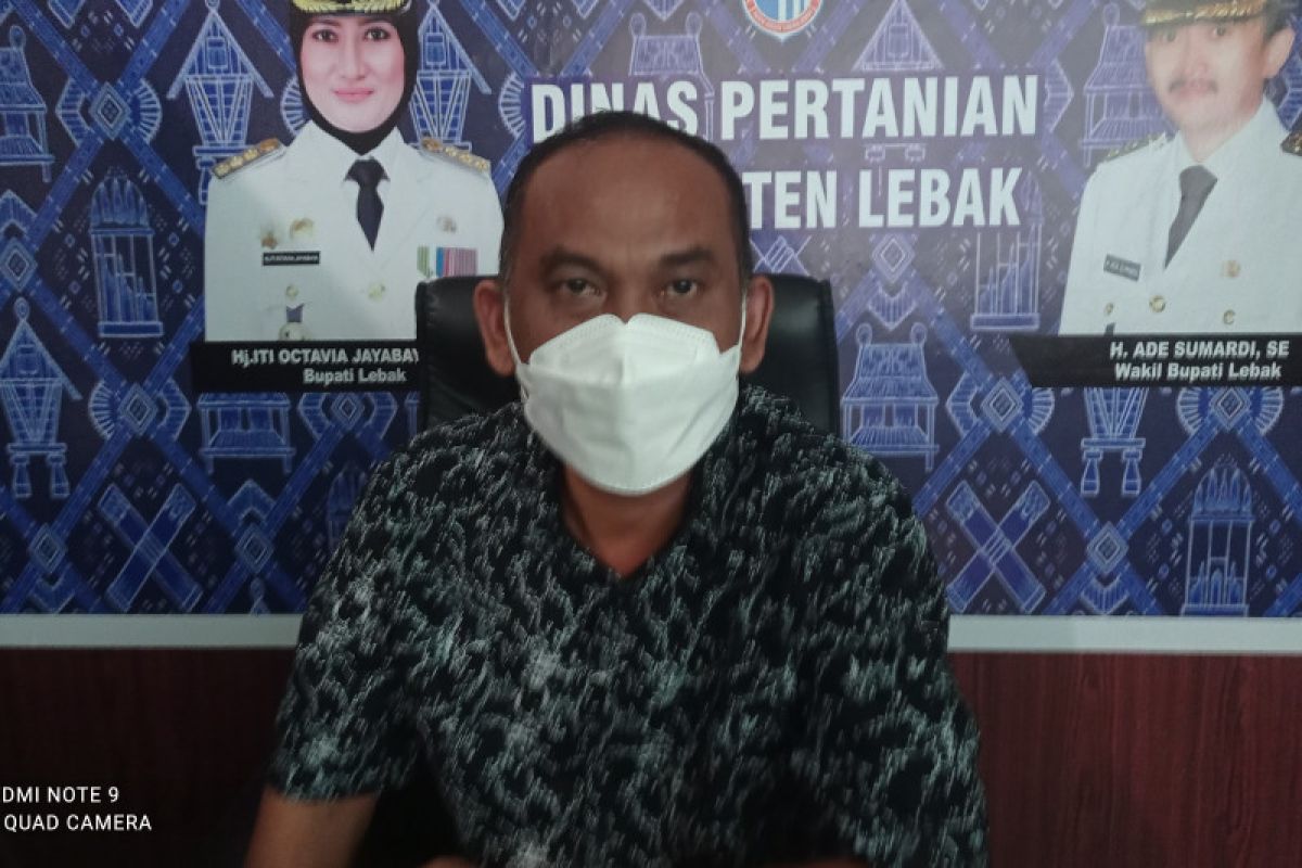 Pemkab Lebak dorong petani manfaatkan digitalisasi untuk pemasaran