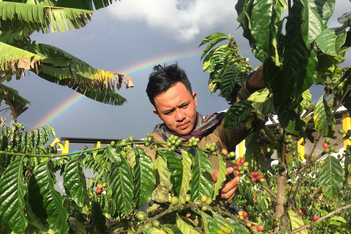 Petani kopi arabika organik  bakal dibina pengusaha asal Jerman