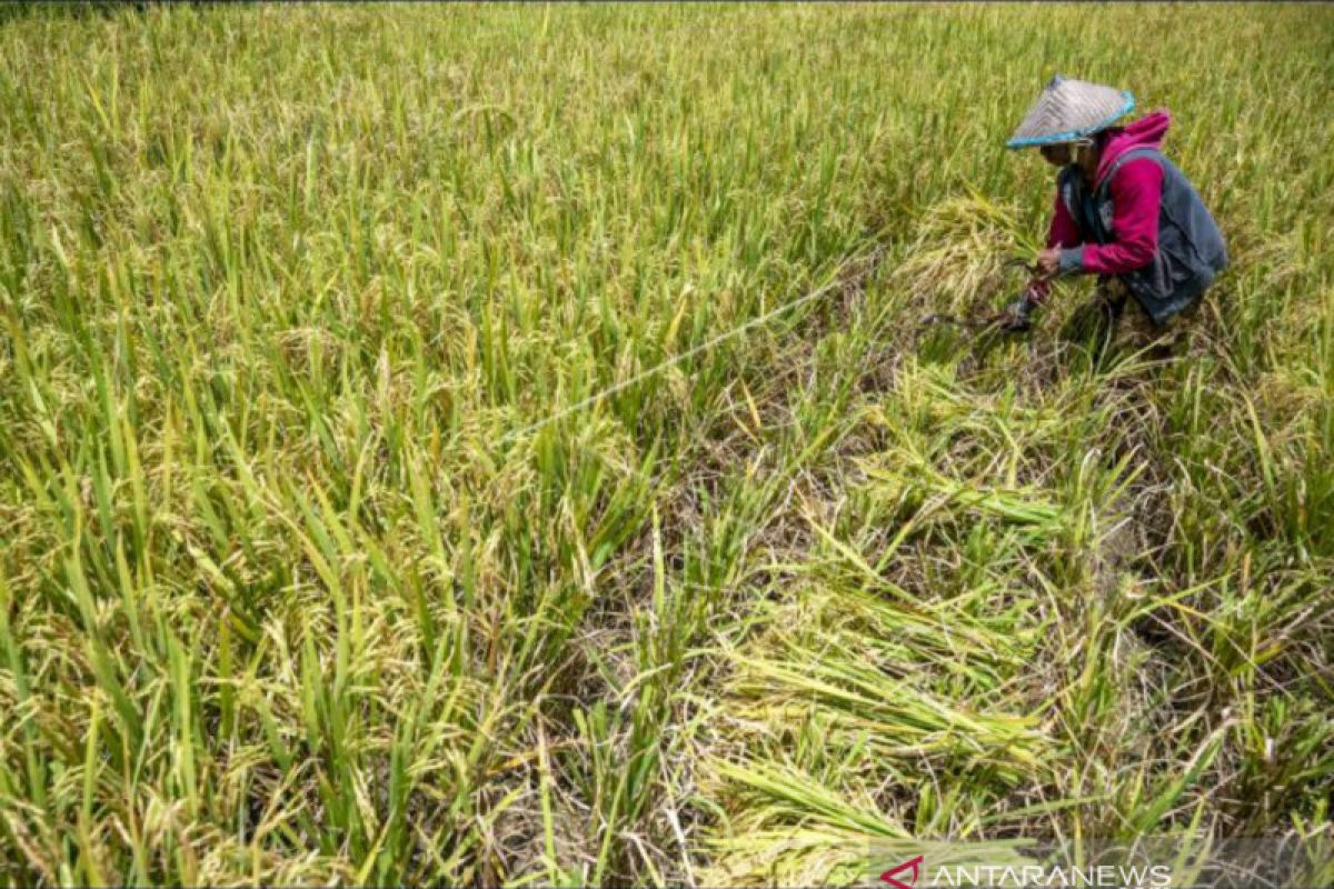 Mewujudkan sistem pertanian pangan yang lebih baik  di Indonesia