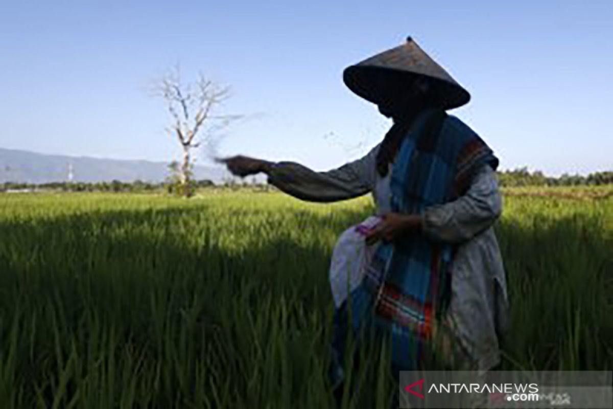 Upaya memastikan ketahanan pangan nasional