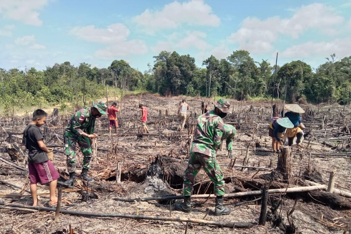 Satgas TNI perbatasan ikut tradisi nugal padi suku Dayak di Sintang