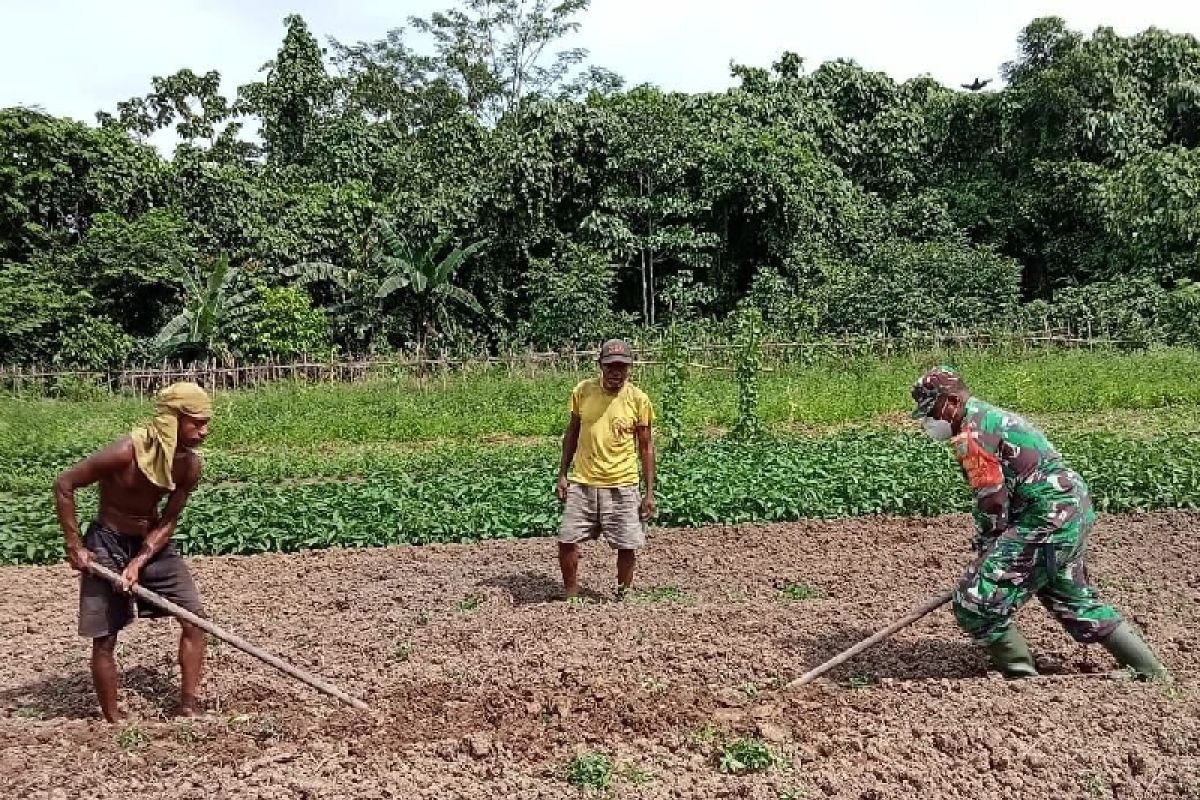 TNI bantu olah lahan pertanian warga Mananayam Yapen Papua