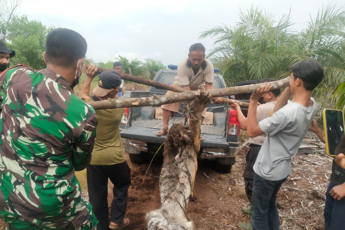 Harimau Sumatera ditemukan mati terjerat di Bengkalis