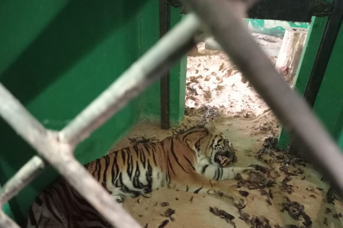 Kondisi harimau yang ditangkap di Merangin kurus dan lemah