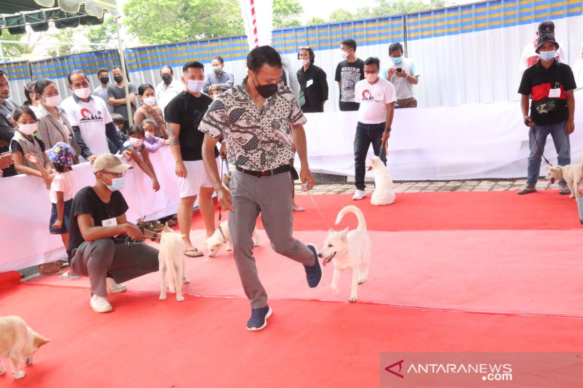 Bupati Bangli buka kontes anjing Kintamani