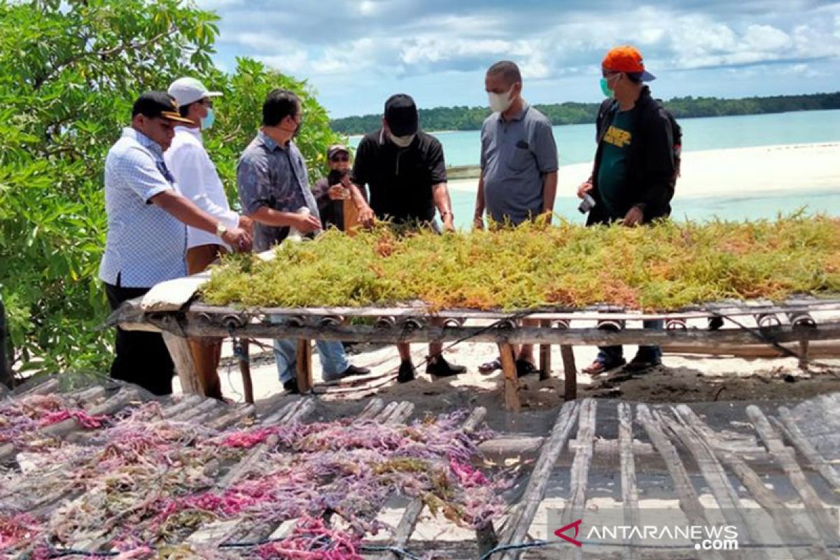 Malra beri kemudahan investasi dukung program "Seaweed Estate" KKP