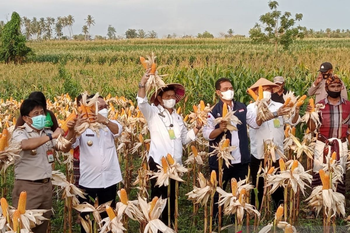 Mentan: Kabupaten Kupang jadi daerah percontohan pertanian terintegrasi