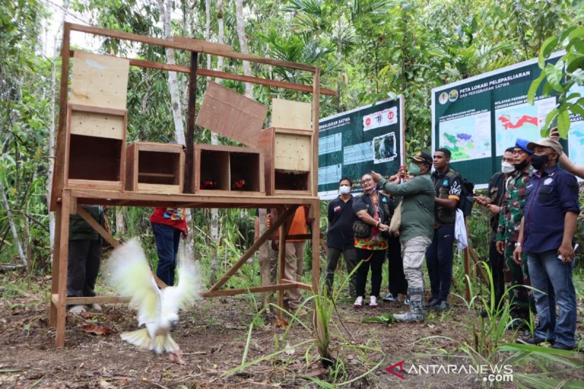 BBKSDA Papua apresiasi keterlibatan banyak pihak dukung konservasi alam