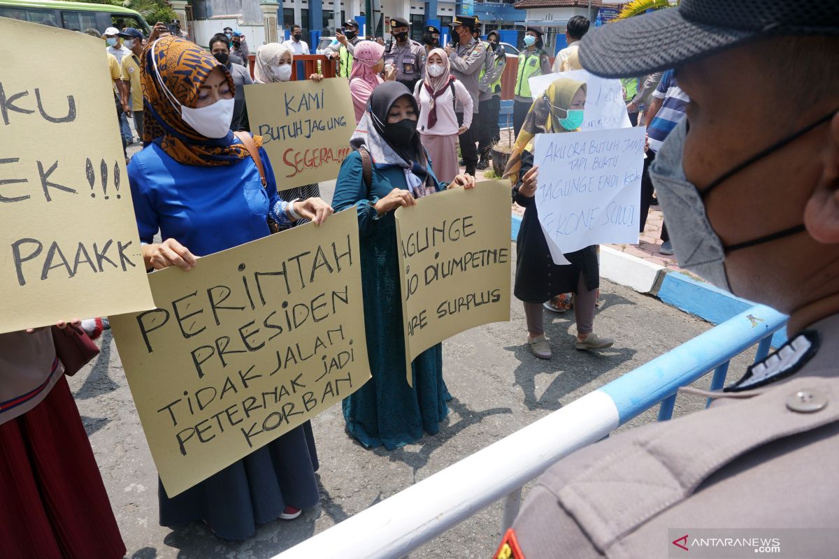 Puluhan peternak di Tulungagung demo tuntut pasokan jagung harga murah