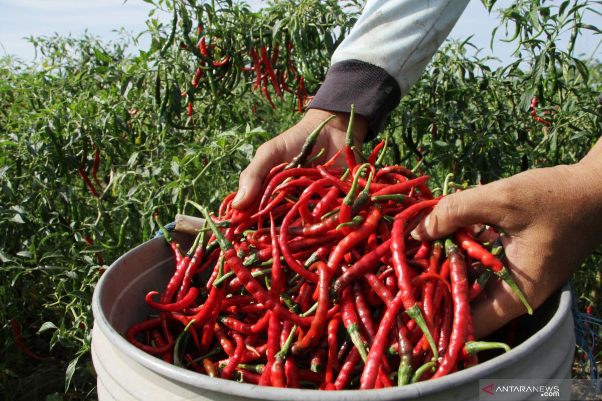 Chili price in Kotabaru reaches IDR80,000 per kg