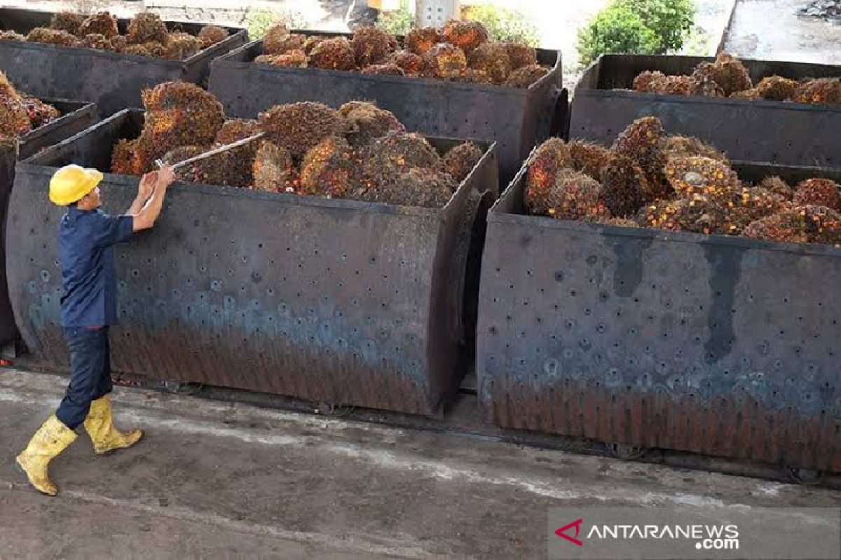 Gapki Aceh minta pemerintah permudah industri hilir kelapa sawit