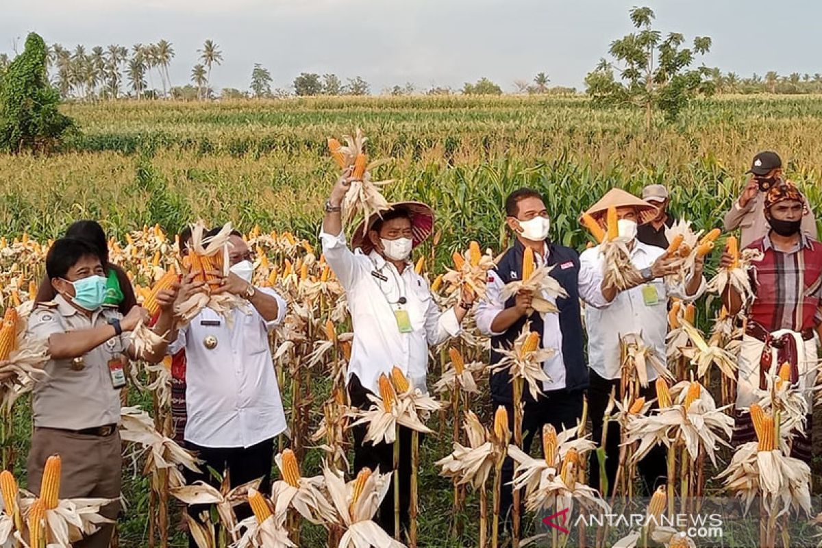 Mentan: Kabupaten Kupang daerah percontohan pertanian terintegrasi