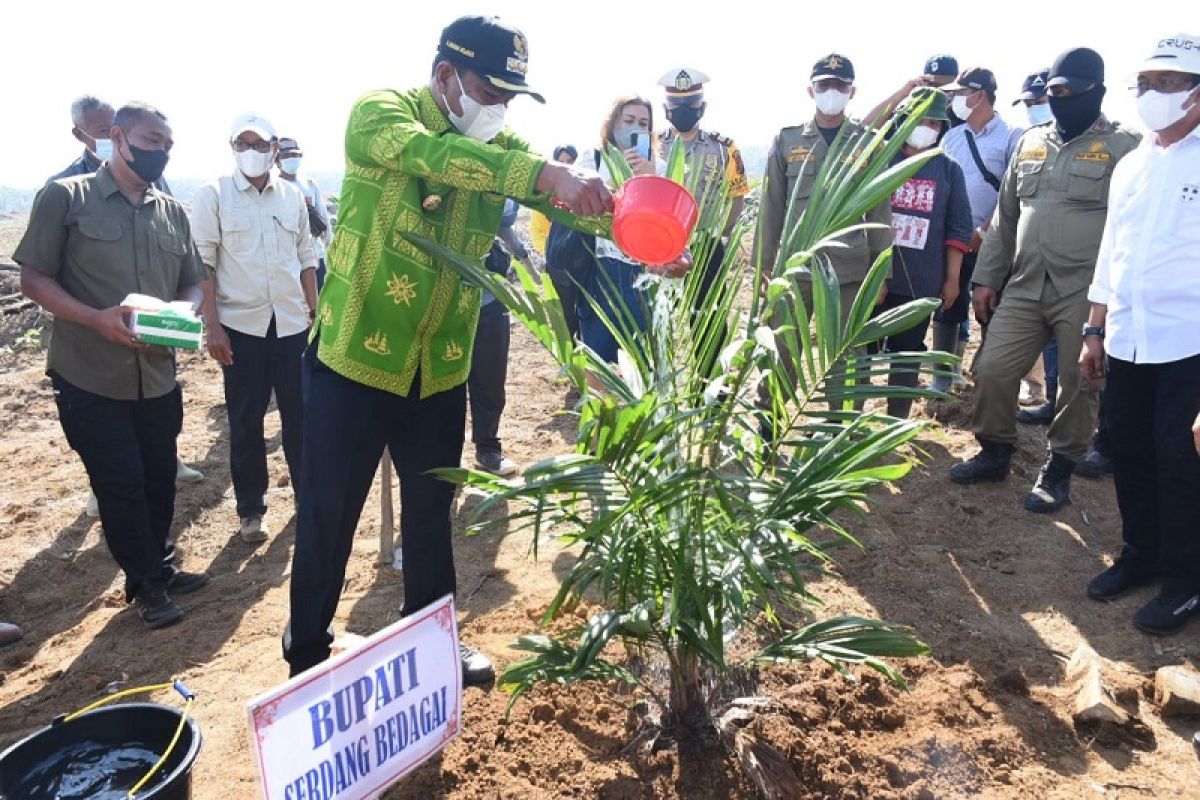 Pemkab Sergai apresiasi penanaman perdana kelapa sawit di Teluk Mengkudu