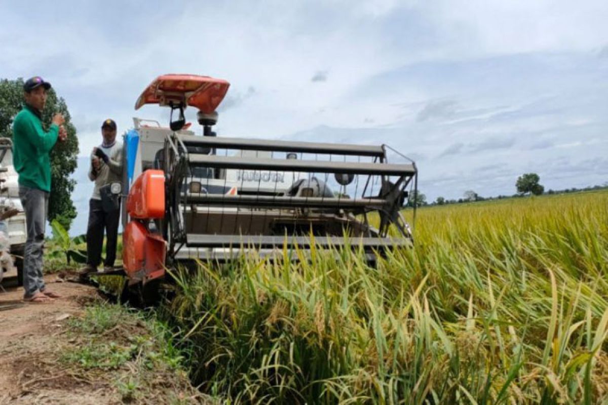 Pendapatan petani di lumbung pangan Kalteng meningkat