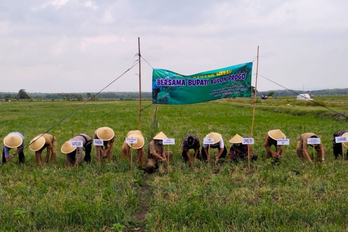 Kulon Progo apresiasi produktivitas bawang merah Srikayangan