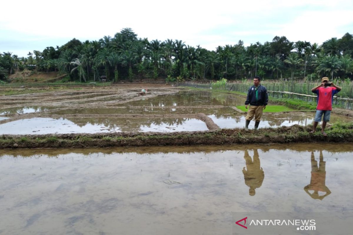 Stok pestisida di Mukomuko menipis