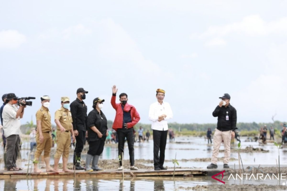 Presiden Jokowi kenakan Sesingal Tidung saat prosesi tanam bibit mangrove