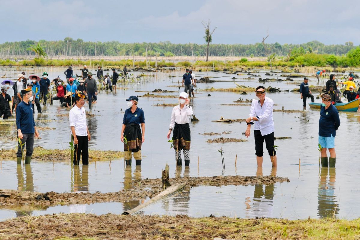 Presiden Joko Widodo tanam mangrove bersama para dubes di Tana Tidung Kalimantan Utara