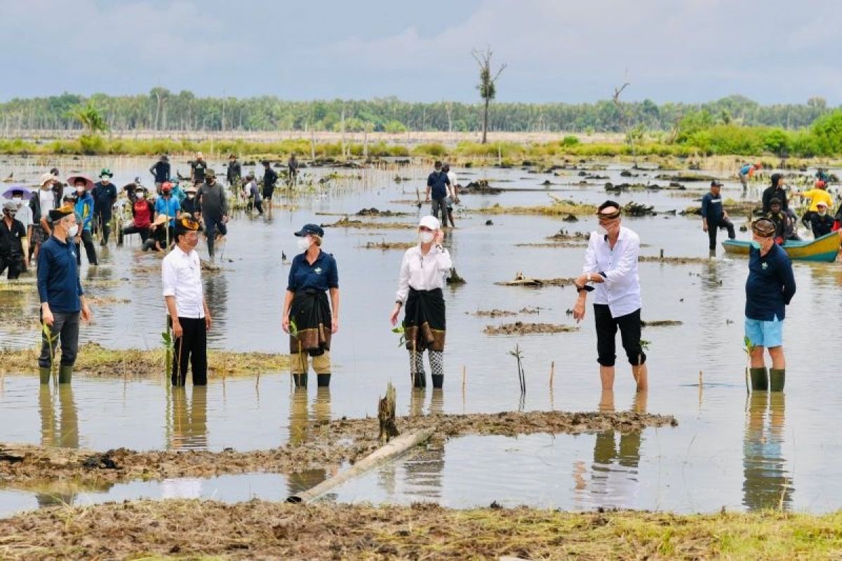 Presiden Jokowi tanam mangrove bersama para dubes di Tana Tidung, Kalimantan Utara