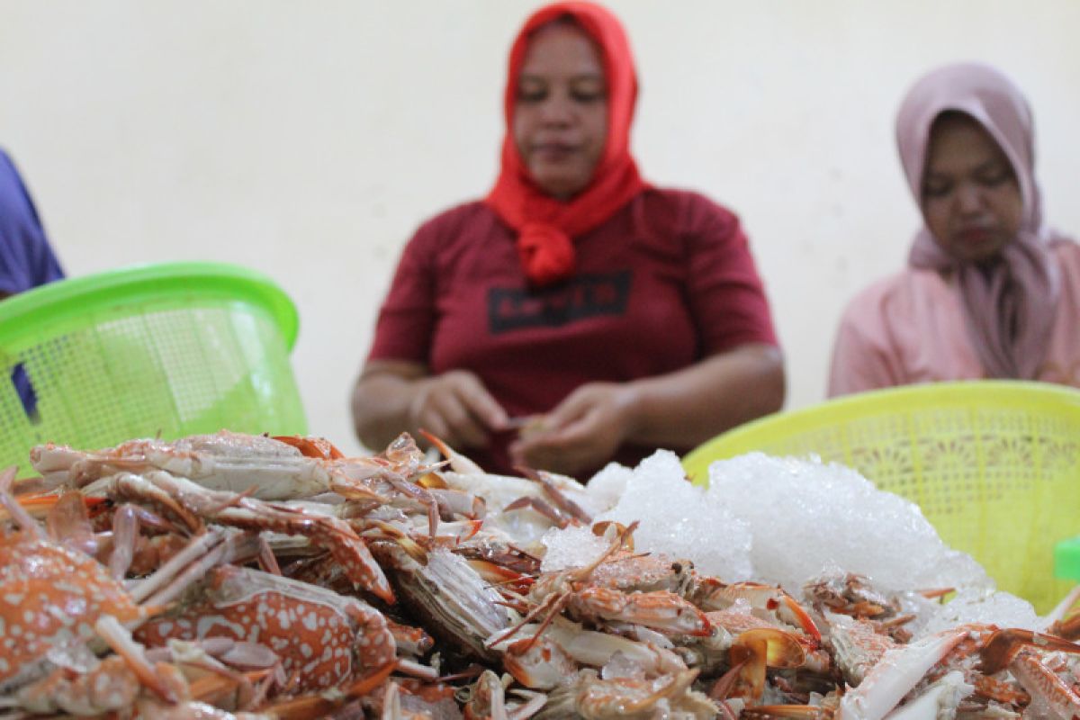 Peran wanita pengupas rajungan di Lampung jadi agen konservasi