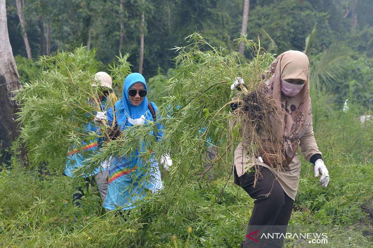 Musnahkan tanaman ganja di Gunung Seulawah, Aceh Besar